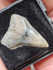 Dent de requin fossile