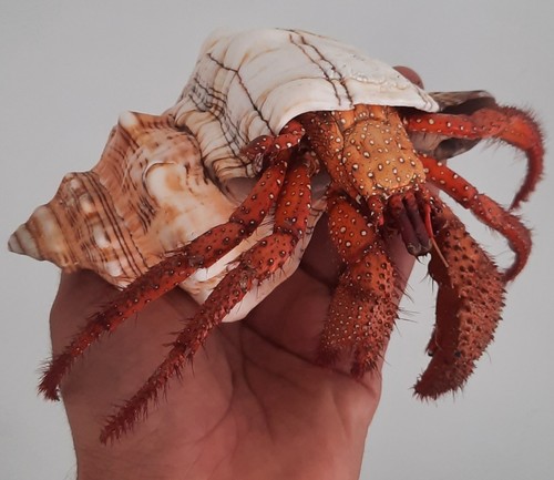 Taxidermie énorme bernard - Énorme,