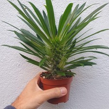 Pachypodium lamerei