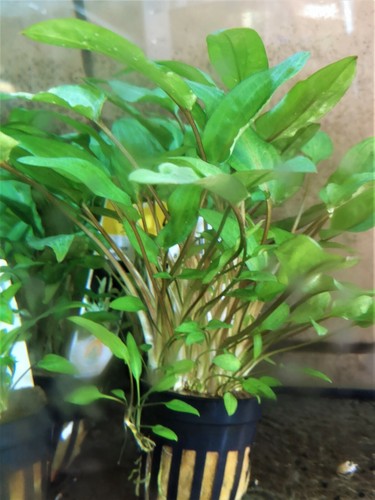 Cryptocoryne wendtii verte - cryptocoryne,