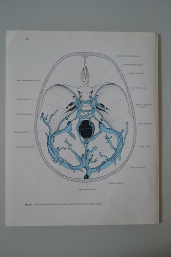 Planche anatomie humaine - d'anatomie,
