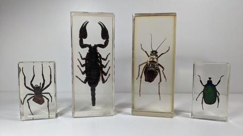 Curiosité lot 4 insectes - curiosité,