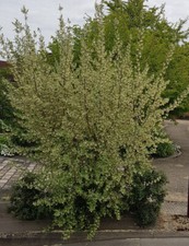 Elaeagnus umbellata (Semis) /