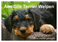 Chiots Airedale Terrier (Calendrier mural 2026 DIN A3 horizontal), CALVENDO cale