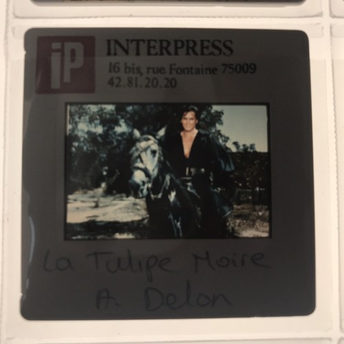 Tulipe noire alain delon - noire,