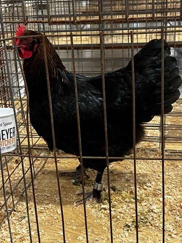 Black copper marans - ***black,