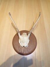 Ancien crâne avec cornes os