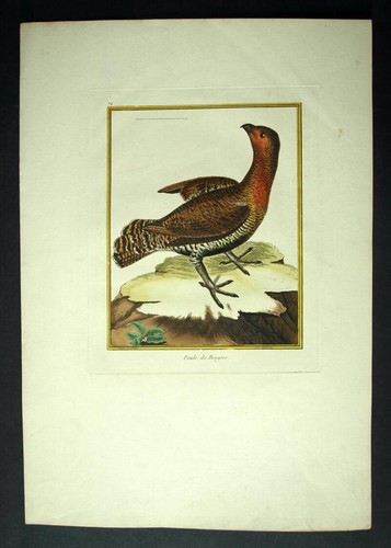 Oiseaux martinet 1770 - oiseaux,