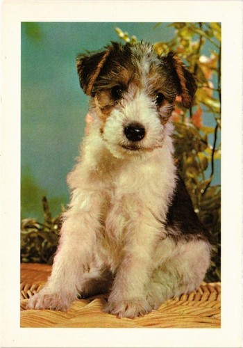 Cpm fox terrier - ak,