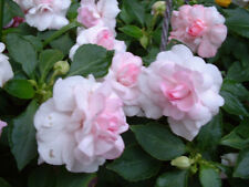 IMPATIENS  DOUBLE  ROSE CLAIR