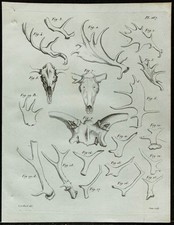 1836 - Bois et crânes de