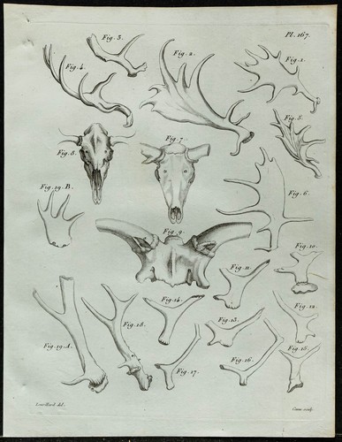 1836 bois crânes de - 1836, et