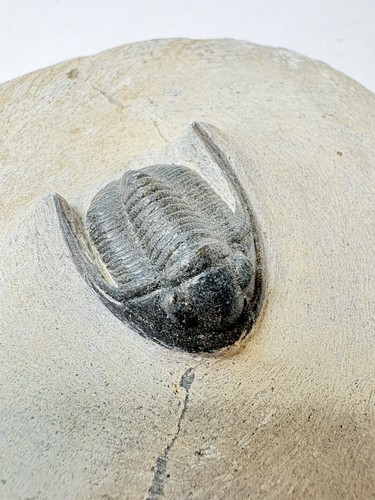 Cornuproetus trilobite - ,