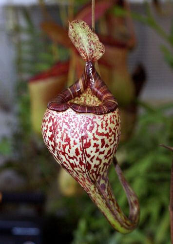 Graines nepenthes vogelii - graines,