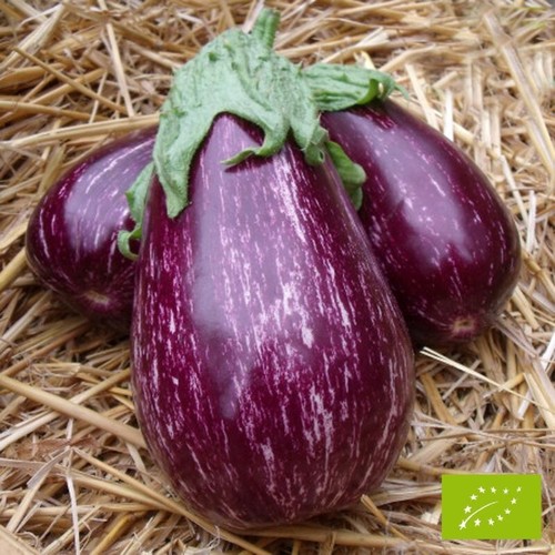 Lot graines aubergine - lot,