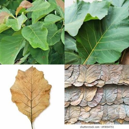 Dry teak leaves sri - leaves, lanka