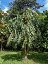 JELLY PALM - COQUINHO-AZEDO