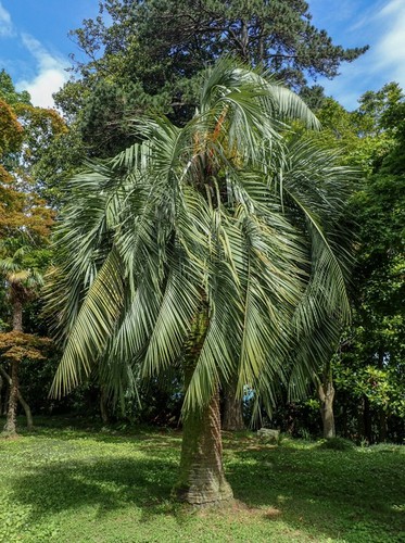 Jelly palm coquinho - palm, coquinho-azedo