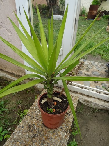 Beau yucca son - beau, a