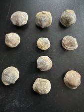 brachiopodes-fossils de Atrypa（lot de 10P）l'Ordovicien (444 millions d'années)