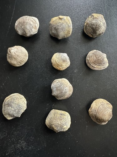 Brachiopodes fossils - brachiopodes-fossils, de