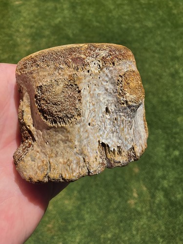 Mosasaur terminal caudal - mosasaur,