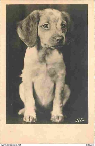 Carte postale animaux - postale,