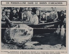 1924  --  UN POISSON LUNE DANS LE BASSIN D ARCACHON   3F441