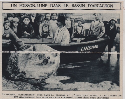1924 un poisson - --,