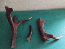 BOIS MUES CERF TEINTS DE