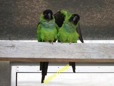 Photo 6x4 Nanday Conure at