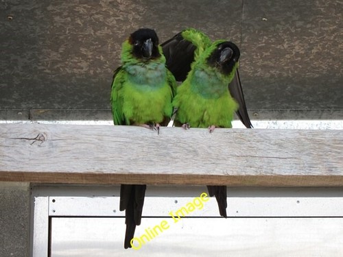 Photo 6x4 nanday conure - nanday,