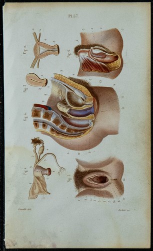 1852 planche anatomie - -,