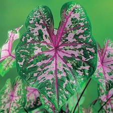 Caladium Tubercule coloré