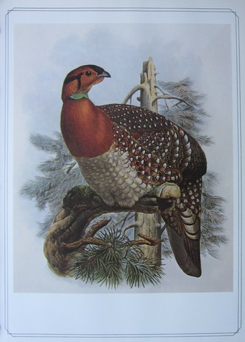 Beau oiseau imprimé blyth - beau,