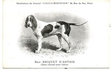 Chien Briquet d'Artois.Non