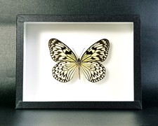 Véritable Papillon : Idea leuconoe - (insecte, entomologie, taxidermie tableau)