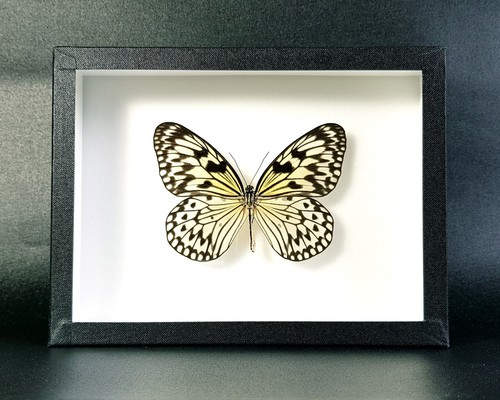 Véritable papillon idea - véritable,