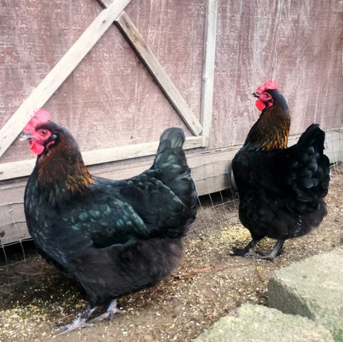 French black copper maran - black,