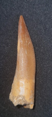 Belle dent fossilisée - , de