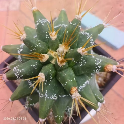 Rare cacti astrophytum - rare,