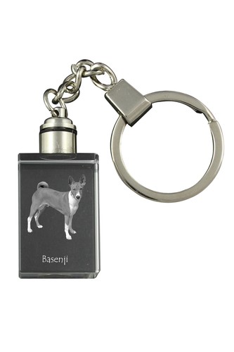 Basenji terrier congo - du,