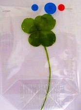 Trèfle à 5 feuilles