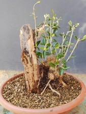 Bonsaï olivier 30 x 28 cm en