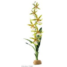 Exo Terra Plante De Terrarium Orchidée Pour Araignées, Reptiles Et Amphibiens