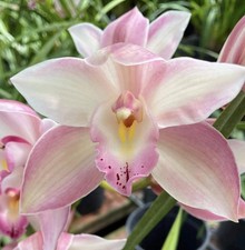 cymbidium Pink Beauty Joal