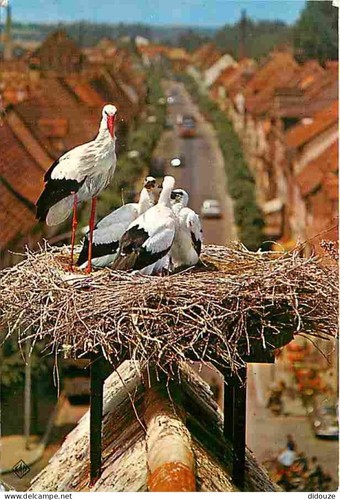 Carte postale animaux - postale,