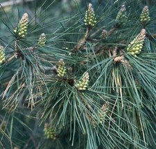 Pinus thunbergii - Pin noir du