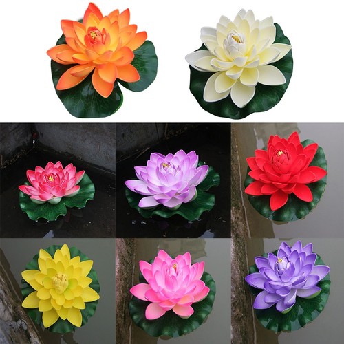 Lotus flottant nénuphar
