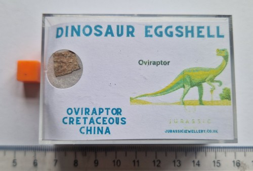 Fossile oeuf dinosaure - fossile, d’oeuf